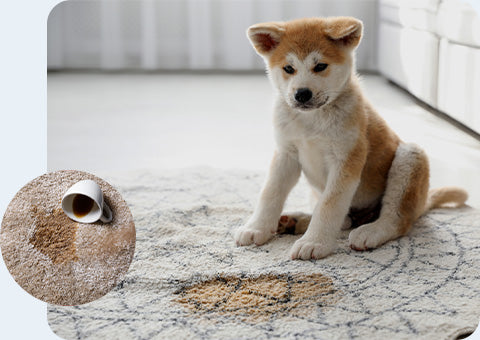Spills & Pet Stains